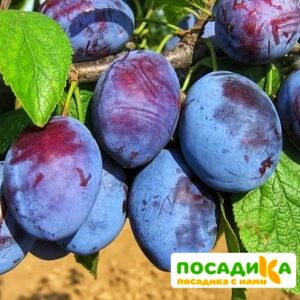 Слива Чачакская ранняя купить по цене от 229.00р. в интернет-магазине «Посадика» с доставкой почтой в в Грайвороне и по всей России – [изображение №1].