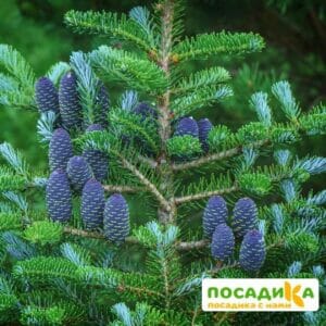 Пихта корейская (Abies koreana) купить по цене от 450.00р. в интернет-магазине «Посадика» с доставкой почтой в в Грайвороне и по всей России – [изображение №1].