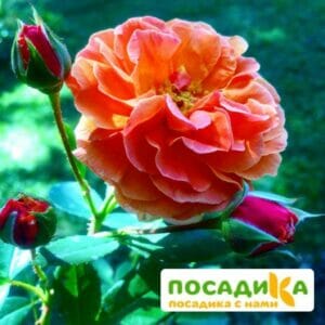 Роза Арабия купить по цене от 350.00р. в интернет-магазине «Посадика» с доставкой почтой в в Грайвороне и по всей России – [изображение №1].