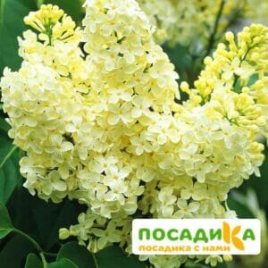 Сирень Примроуз (Primrose) купить по цене от 529.00р. в интернет-магазине «Посадика» с доставкой почтой в в Грайвороне и по всей России – [изображение №1].