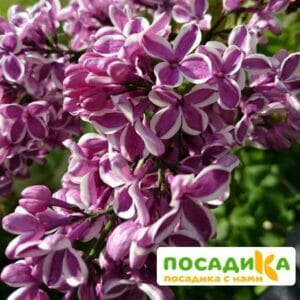 Сирень Сенсация купить по цене от 529.00р. в интернет-магазине «Посадика» с доставкой почтой в в Грайвороне и по всей России – [изображение №1].