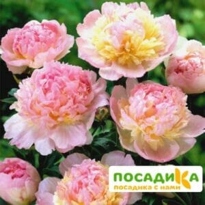 Пион Распберри Сандей (Paeonia Raspberry Sundae) купить по цене от 959р. в интернет-магазине «Посадика» с доставкой почтой в в Грайвороне и по всей России – [изображение №1].