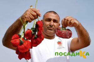 Клубника Гигант Джорнея купить по цене от 266р. в интернет-магазине «Посадика» с доставкой почтой в в Грайвороне и по всей России – [изображение №1].