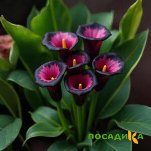 Калла Аура Лейс купить по цене от 400р. в интернет-магазине «Посадика» с доставкой почтой в в Грайвороне и по всей России – [изображение №1].