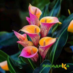Калла Оникс купить по цене от 450р. в интернет-магазине «Посадика» с доставкой почтой в в Грайвороне и по всей России – [изображение №1].