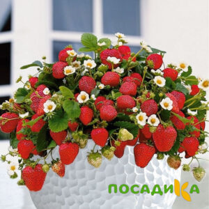 Клубника Рубиновый Шепот (горшечная) купить по цене от 240р. в интернет-магазине «Посадика» с доставкой почтой в в Грайвороне и по всей России – [изображение №1].