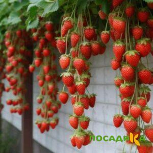 Клубника вьющаяся Комплимент купить по цене от 470р. в интернет-магазине «Посадика» с доставкой почтой в в Грайвороне и по всей России – [изображение №1].