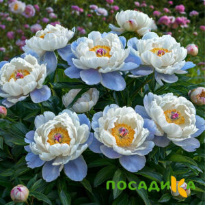 Пион акварельный Этюд купить по цене от 806р. в интернет-магазине «Посадика» с доставкой почтой в в Грайвороне и по всей России – [изображение №1].