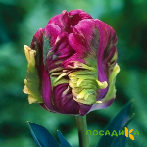 Тюльпан Экзотик Хэвен купить по цене от 186р. в интернет-магазине «Посадика» с доставкой почтой в в Грайвороне и по всей России – [изображение №1].