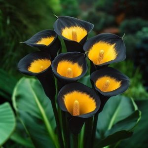 Калла Легато купить по цене от 620р. в интернет-магазине «Посадика» с доставкой почтой в в Грайвороне и по всей России – [изображение №1].