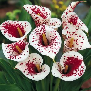 Калла Эмпайр купить по цене от 302р. в интернет-магазине «Посадика» с доставкой почтой в в Грайвороне и по всей России – [изображение №1].