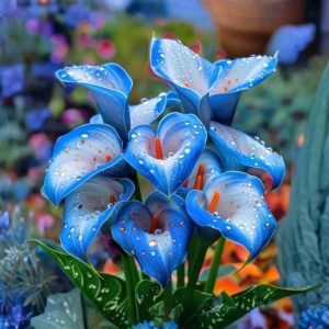 Калла Портрейт купить по цене от 292р. в интернет-магазине «Посадика» с доставкой почтой в в Грайвороне и по всей России – [изображение №1].